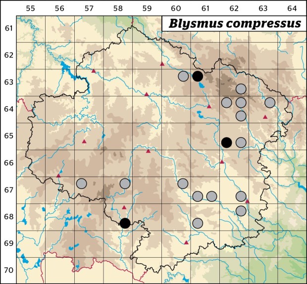 Mapa výskytu - skřípinka smáčknutá - Blysmus compressus