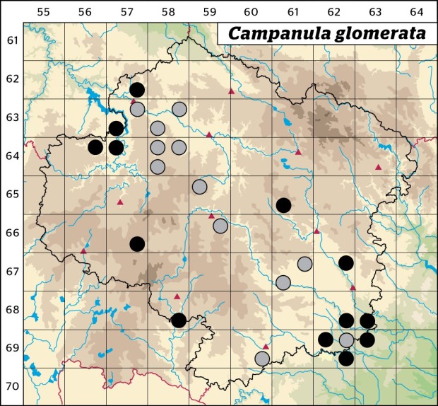 Mapa výskytu - zvonek klubkatý - Campanula glomerata