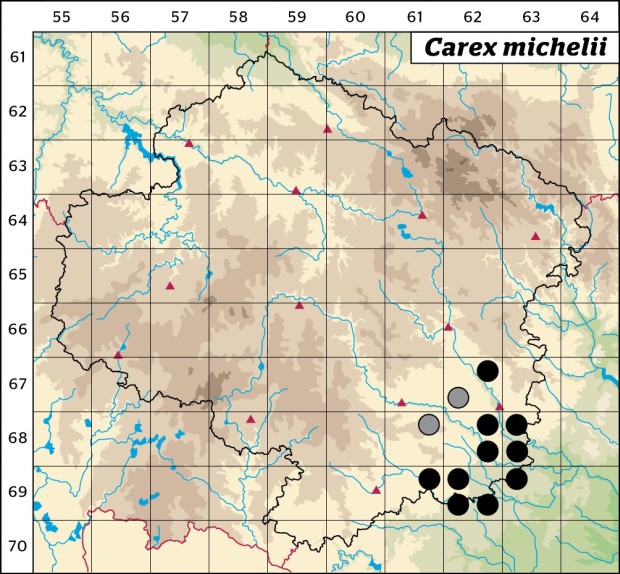 Mapa výskytu - ostřice micheliova - Carex michelii