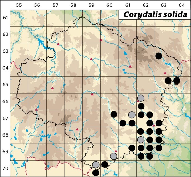 Mapa výskytu - dymnivka plná - Corydalis solida