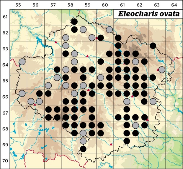Mapa výskytu - bahnička vejčitá - Eleocharis ovata