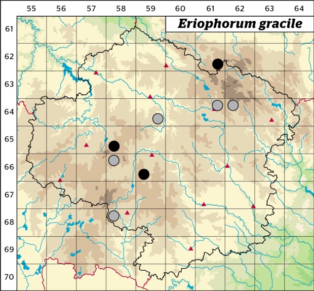 Mapa výskytu - suchopýr štíhlý - Eriophorum gracile