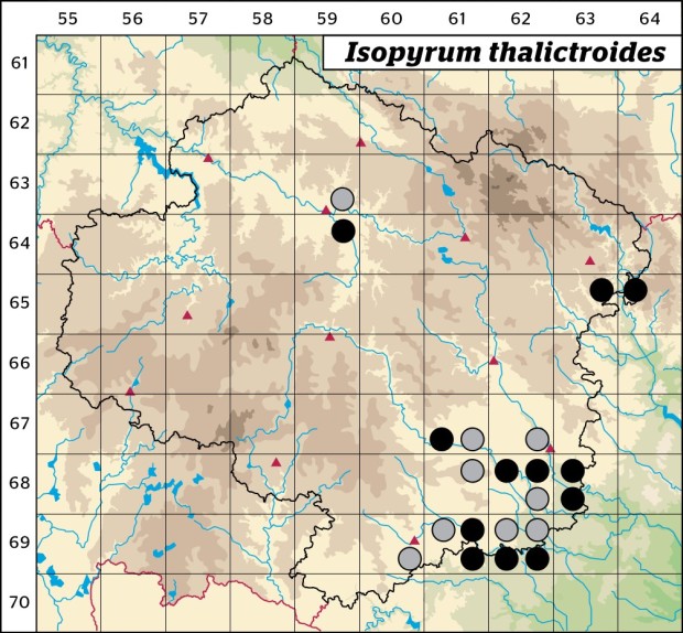 Mapa výskytu - zapalice žluťuchovitá - Isopyrum thalictroides