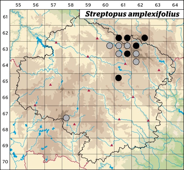 Mapa výskytu - čípek objímavý - Streptopus amplexifolius