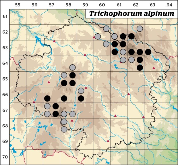 Mapa výskytu - suchopýrek alpský - Trichophorum alpinum