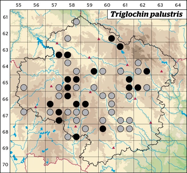 Mapa výskytu - bařička bahenní - Triglochin palustris