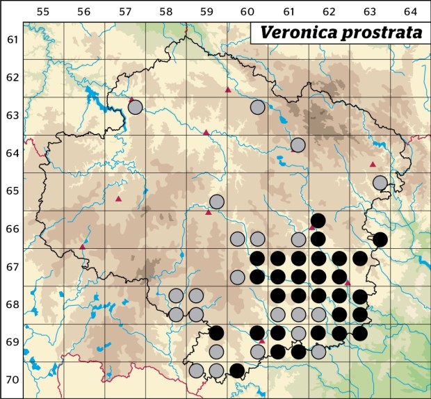 Mapa výskytu - rozrazil rozprostřený - Veronica prostrata