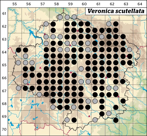 Mapa výskytu - rozrazil štítkovitý - Veronica scutellata