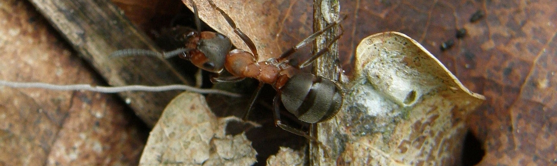 Mravenec lesn&iacute; (Formica rufa) - foto Klára Bezděčková