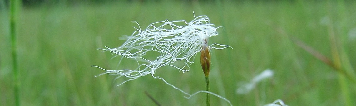 Suchopýrek alpský (Trichophorum alpinum), PR Rašeliniště Kaliště, Jihlávka [JI] - foto Vojtěch Kodet