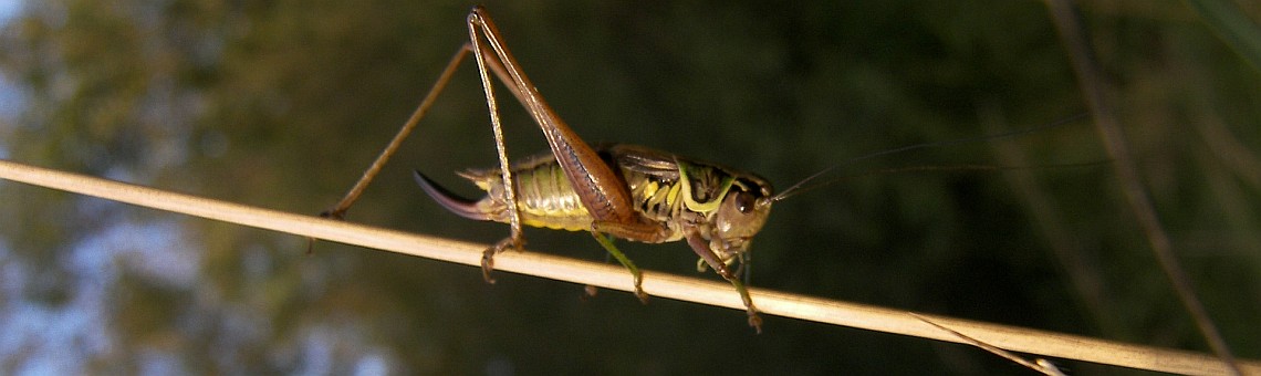 Kobylka luční (Metrioptera roeselii) - foto Vojtěch Kodet