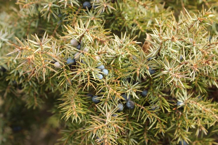 Jalovec obecný (Juniperus communis), NPR Mohelenská hadcová step [TR], 14.4.2015, foto Libor Ekrt