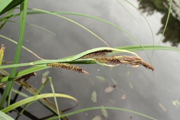 Ostřice pobřežní (Carex riparia), Vílanec, PR Vílanecké rašeliniště, květenství [JI], 10.7.2014, foto Libor Ekrt