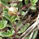 Teplomilný a suchomilný mravenec zrnojed (<i>Messor</i> cf. <i>structor</i>) se u nás vyskytuje jen na několika málo zachovalých lokalitách stepního charakteru, foto Klára Bezděčková.
