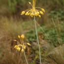 Česnek žlutý (<i>Allium flavum</i>), NPR Mohelenská hadcová step [TR], 15.7.2012, foto Libor Ekrt