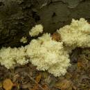 Korálovec bukový (<i>Hericium coralloides</i>), NPR Velký Špičák, 24.9.2010, foto Vojtěch Kodet