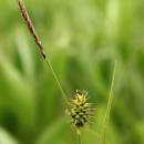 Ostřice šupinoplodá (<i>Carex lepidocarpa</i>), PR V Lisovech [JI], 26.5.2014, foto Libor Ekrt