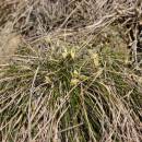 Ostřice nízká (<i>Carex humilis</i>), NPR Mohelenská hadcová step [TR], 23.4.2015, foto Libor Ekrt