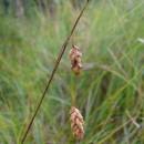 Ostřice bažinná (<i>Carex limosa</i>), PR V Lisovech [JI], 20.8.2013, foto Josef Komárek