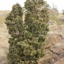 Jalovec obecný (<i>Juniperus communis</i>), NPR Mohelenská hadcová step [TR], 14.4.2015, foto Libor Ekrt