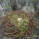 Hnízdo labutě velké (<i>Cygnus olor</i>), Váňovský rybník, 4.6.2016, foto Vojtěch Kodet