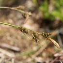 Ostřice stinná (<i>Carex umbrosa</i>), PP Bukovské rybníčky [JI], 29.5.2016, foto Libor Ekrt