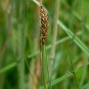 Ostřice dvoudomá (<i>Carex dioica</i>), PR V Lisovech [JI], 28.6.2006, foto Luděk Čech