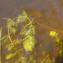 Bublinatka jižní (<i>Utricularia australis</i>), Doležalův rybník, 8.7.2010, foto Vojtěch Kodet