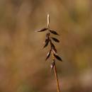 ostřice blešní (Carex pulicaris)