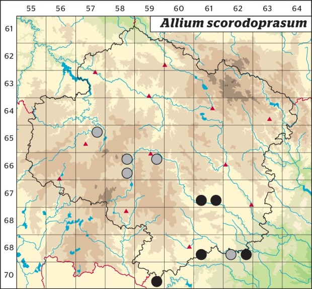 Mapa výskytu - česnek ořešec - Allium scorodoprasum