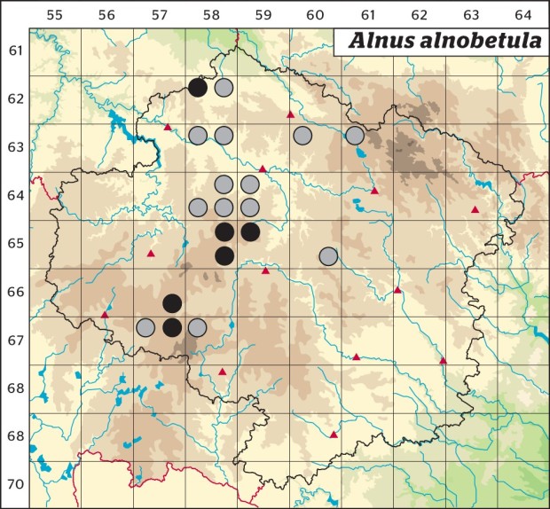 Mapa výskytu - olše zelená - Alnus alnobetula