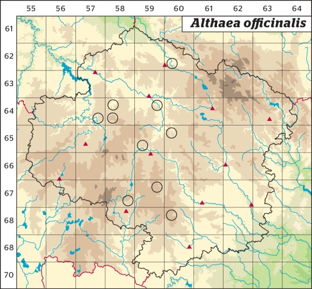 Mapa výskytu - proskurník lékařský - Althaea officinalis