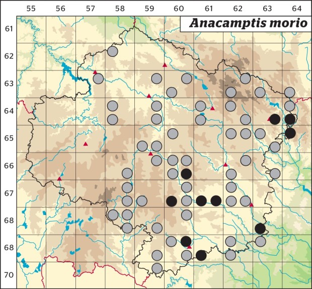 Mapa výskytu - vstavač kukačka - Anacamptis morio