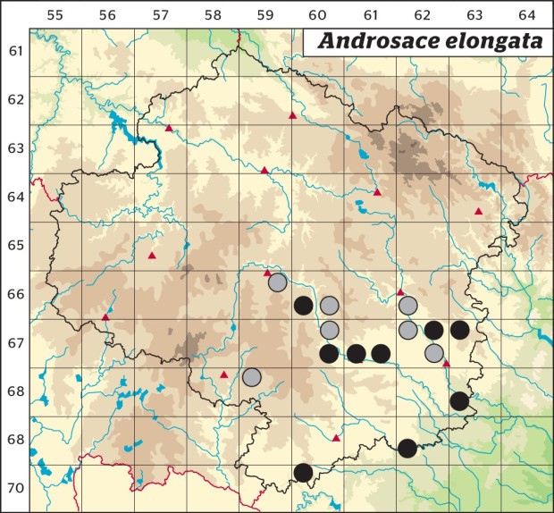 Mapa výskytu - pochybek prodloužený - Androsace elongata