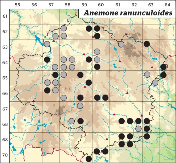 Mapa výskytu - sasanka pryskyřníkovitá - Anemone ranunculoides