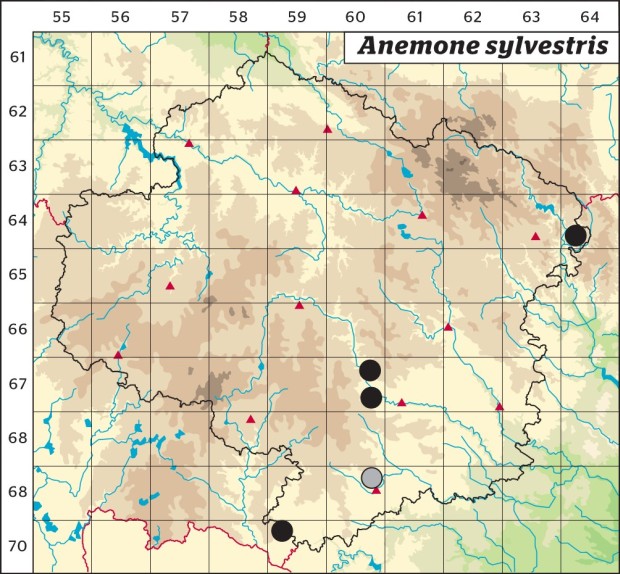 Mapa výskytu - sasanka lesní - Anemone sylvestris