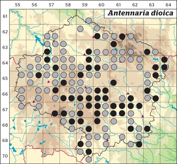 Mapa výskytu - kociánek dvoudomý - Antennaria dioica