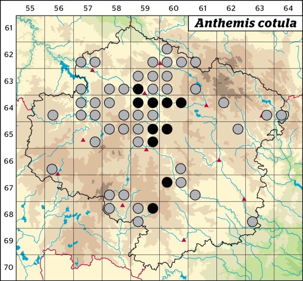 Mapa výskytu - rmen smrdutý - Anthemis cotula
