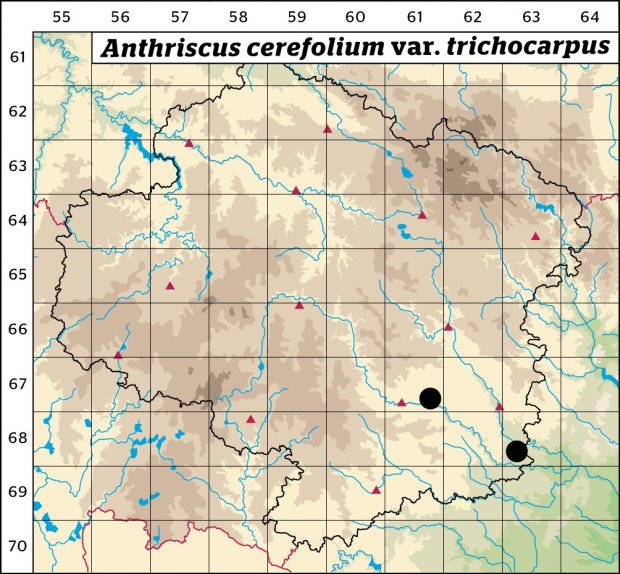 Mapa výskytu - kerblík třebule štětinoplodý - Anthriscus cerefolium var. trichocarpus
