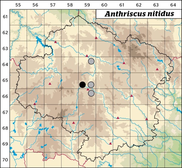 Mapa výskytu - kerblík lesklý - Anthriscus nitidus