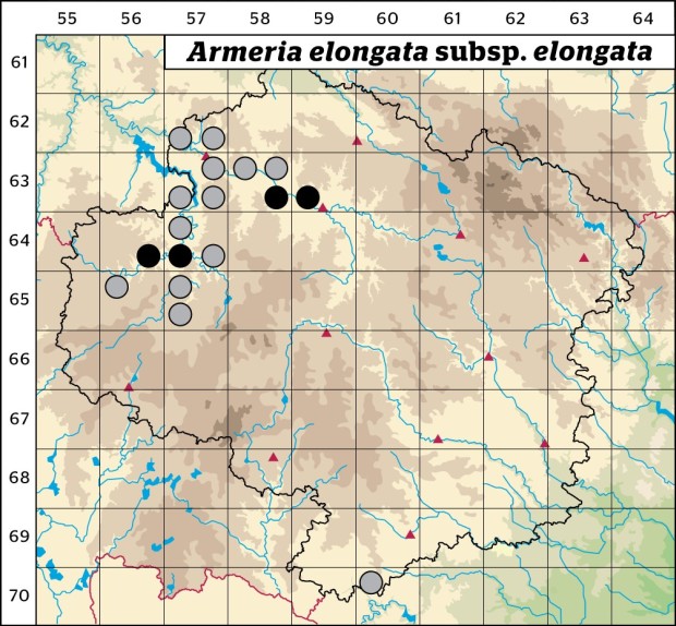 Mapa výskytu - trávnička obecná pravá - Armeria elongata subsp. elongata