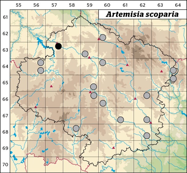 Mapa výskytu - pelyněk metlatý - Artemisia scoparia