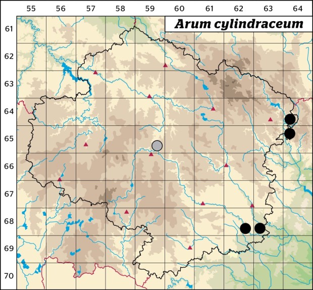 Mapa výskytu - árón východní - Arum cylindraceum