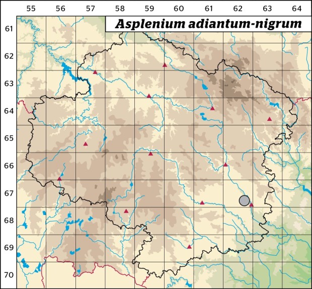 Mapa výskytu - sleziník netíkovitý - Asplenium adiantum-nigrum