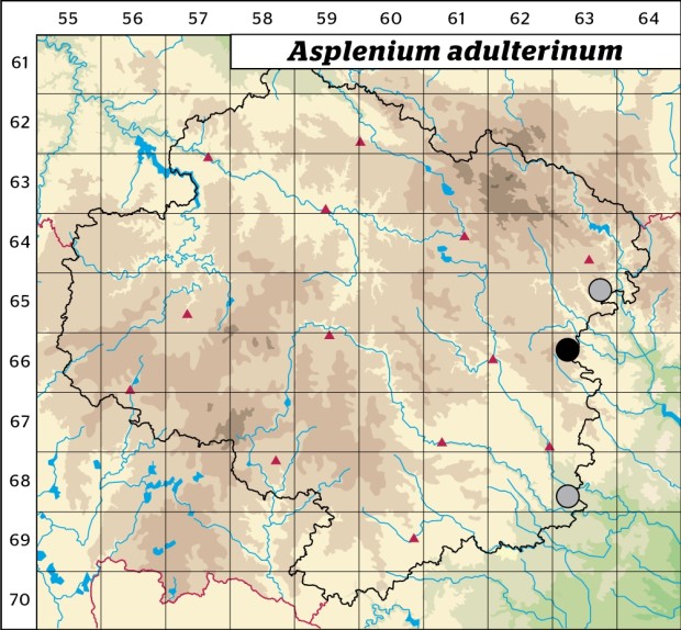 Mapa výskytu - sleziník nepravý - Asplenium adulterinum