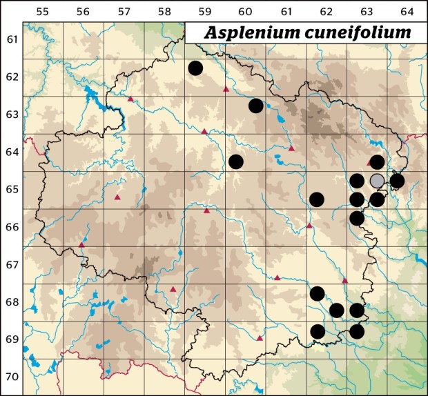 Mapa výskytu - sleziník hadcový - Asplenium cuneifolium