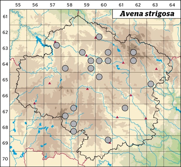Mapa výskytu - oves hubený - Avena strigosa