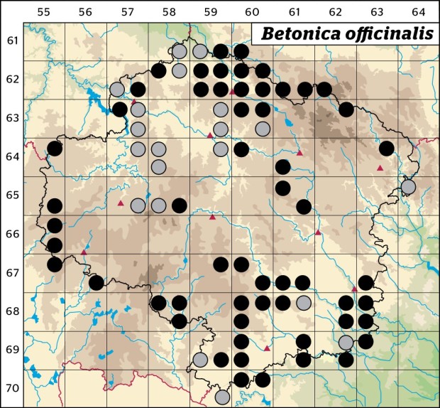 Mapa výskytu - bukvice lékařská - Betonica officinalis