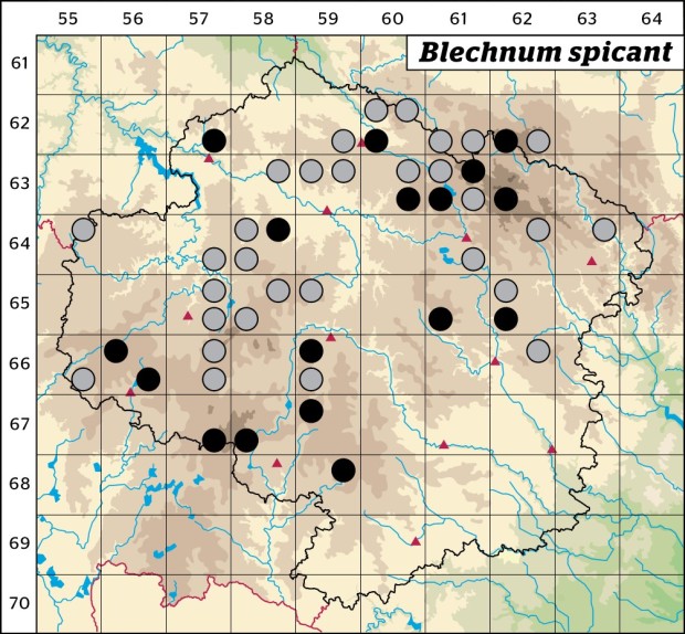 Mapa výskytu - žebrovice různolistá - Blechnum spicant