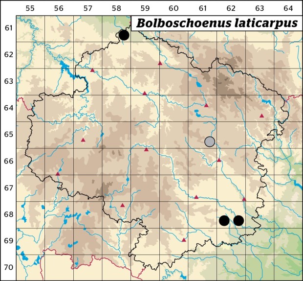 Mapa výskytu - kamyšník širokoplodý - Bolboschoenus laticarpus